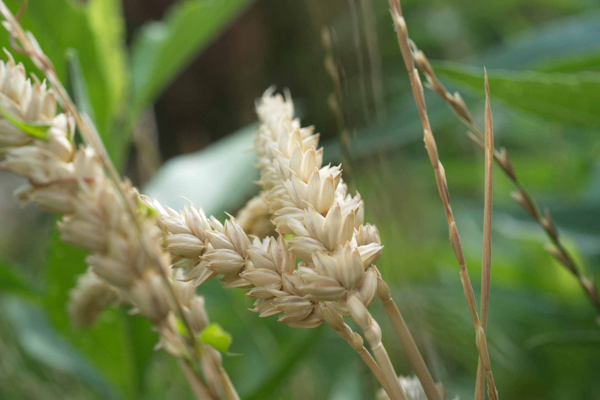 20210721  Gruen(t)raumHeimfeld 002